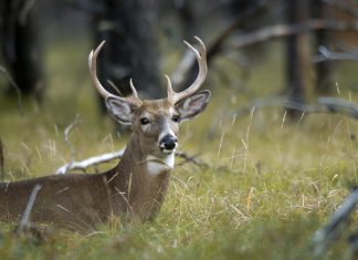 Pandemic Triggers Jump in Michigan Hunting License Sales buck