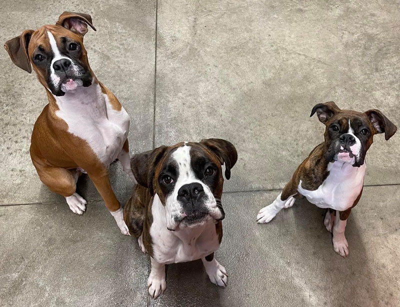 Three dogs looking up at a camera