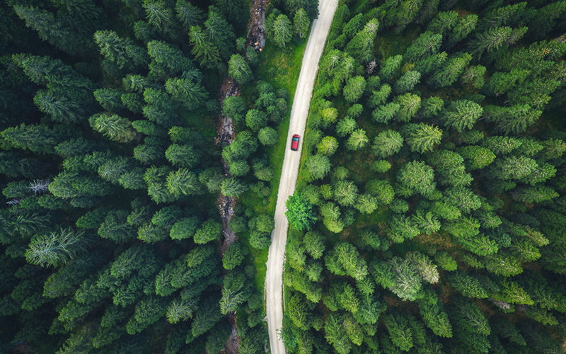 Red car driving on idyllic country road through the green pine forest.