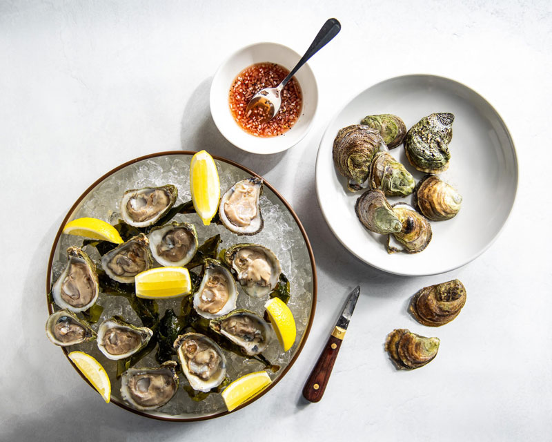 Plate of oysters