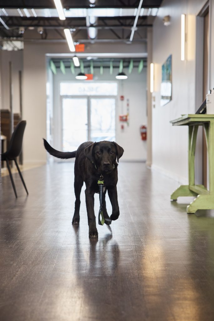 Dog in hallway