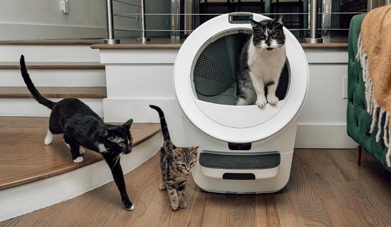 Cats